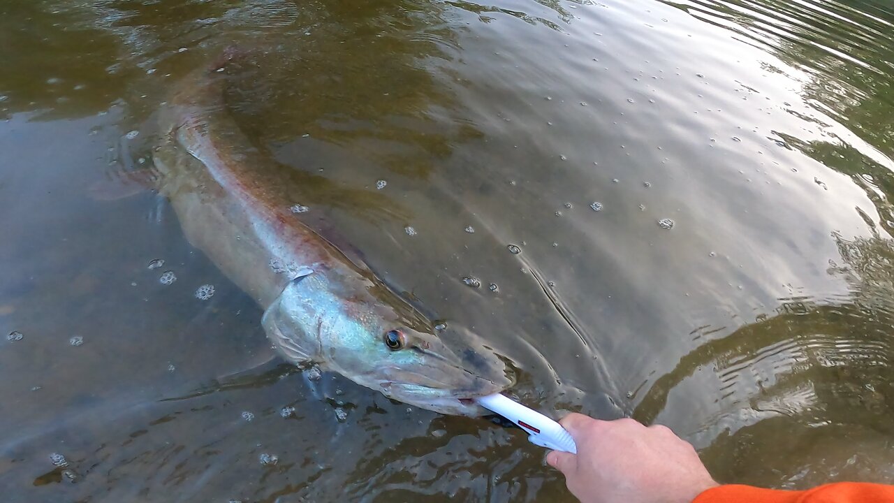 Large Musky (SHORT)