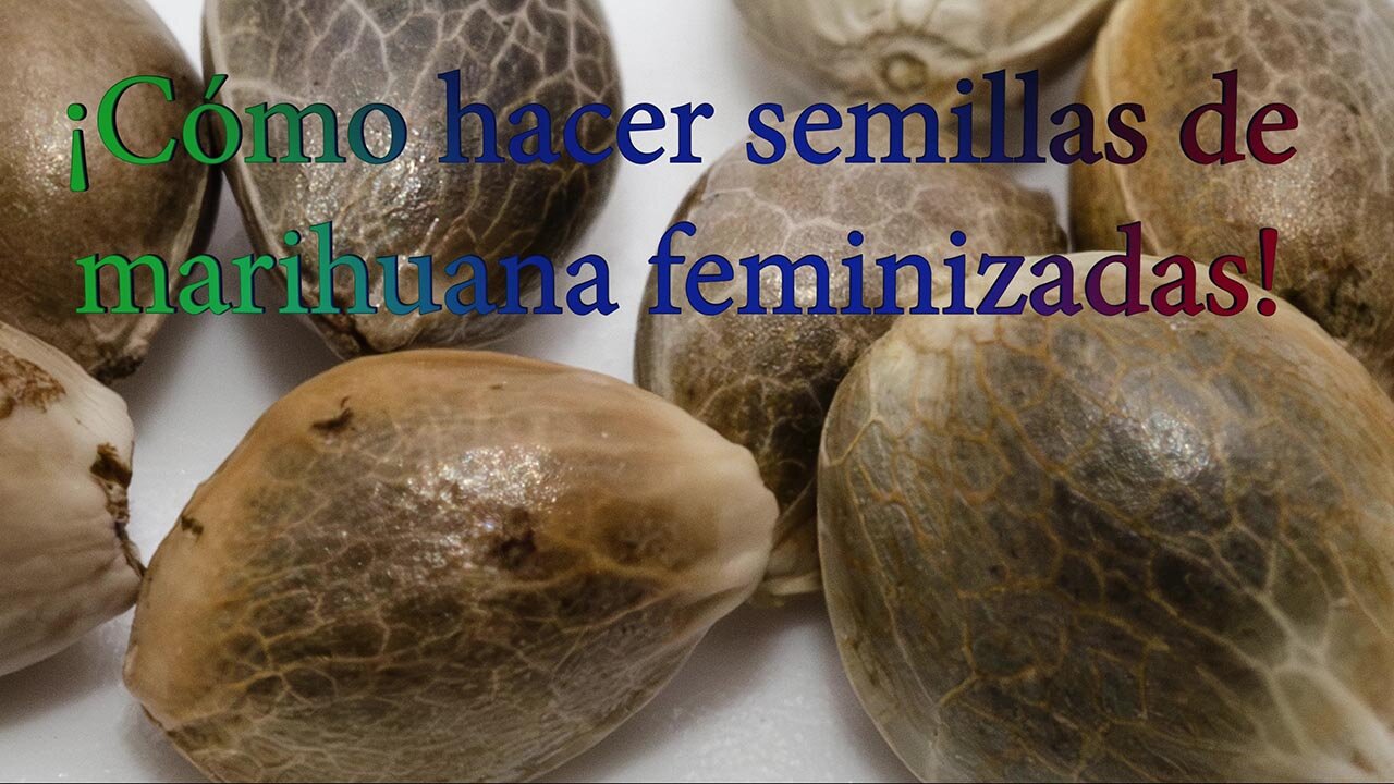 ¡Cómo hacer semillas de marihuana feminizadas y regulares!