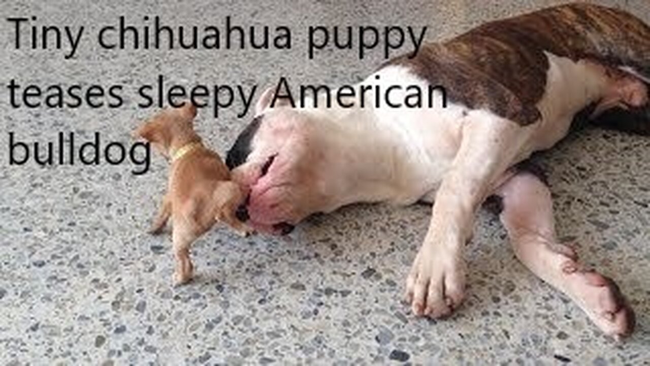 Tiny chihuahua puppy adorably teases sleepy American bulldog