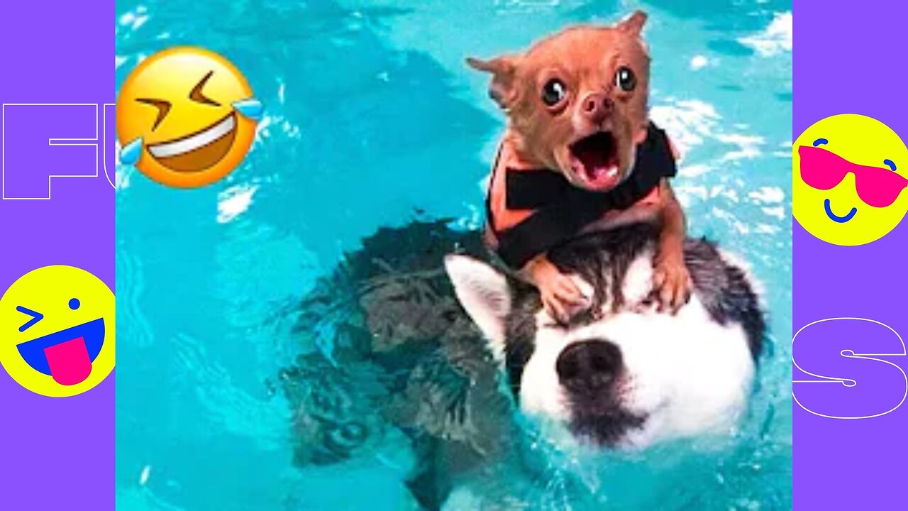 Funny Animal Videos 2023🥰 - Funniest Dogs And Cats Videos 😅