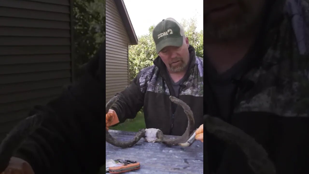 Peeling velvet off antlers is SO satisfying 🦌 #shorts #deer #deerhunting