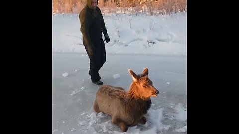 Elk calf trapped on ice gets a second chance at life! ❤️