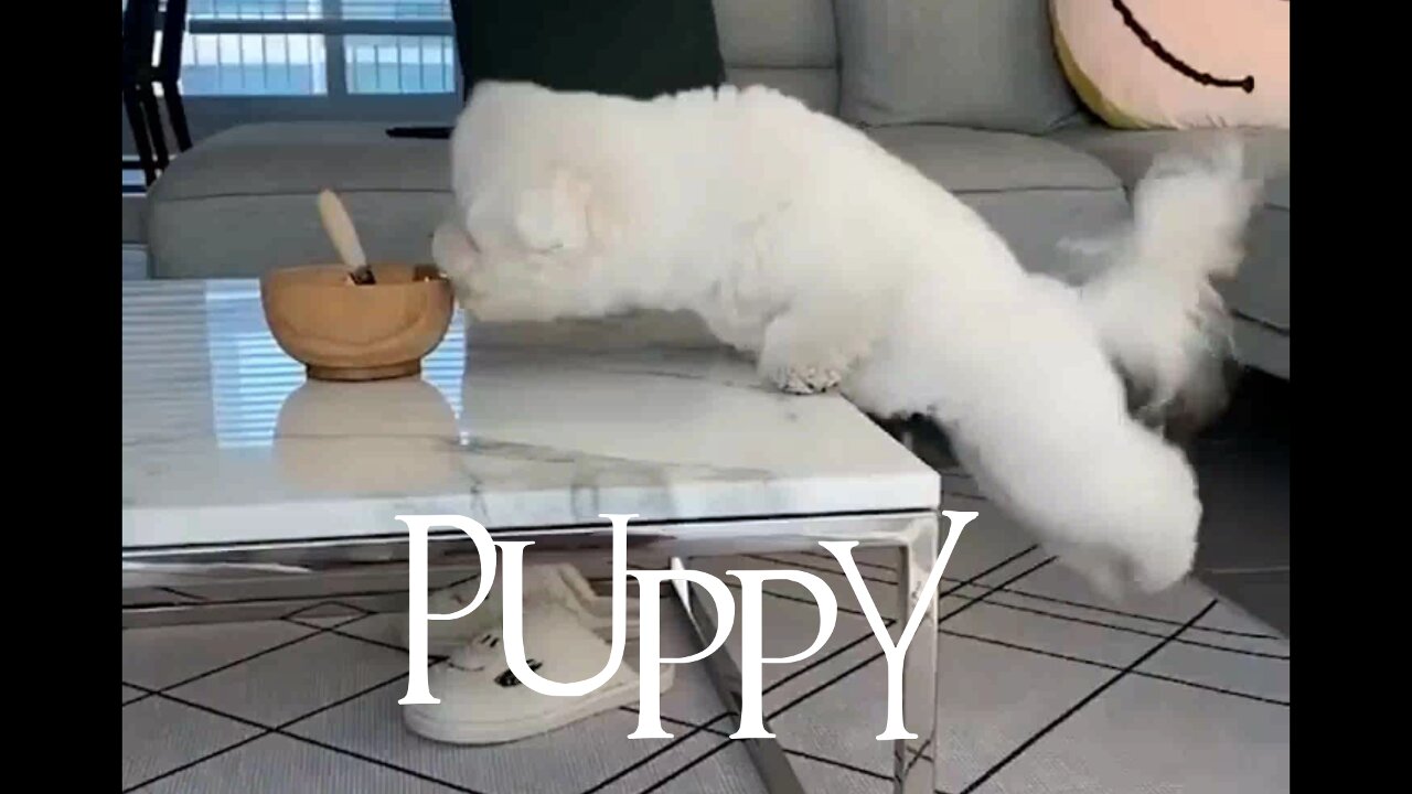 Small cute puppy funny video