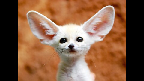 Cute animals #animals