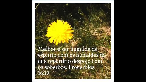 VERSÍCULO DO DIA 23/07/2022.#shorts