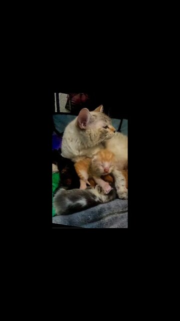 Kitten Hiccup's While Nursing