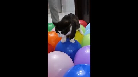 Cat playing with balloons