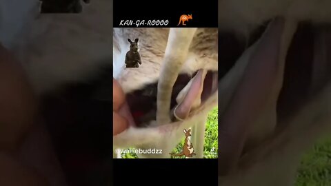 KAN-GA-ROOOO
