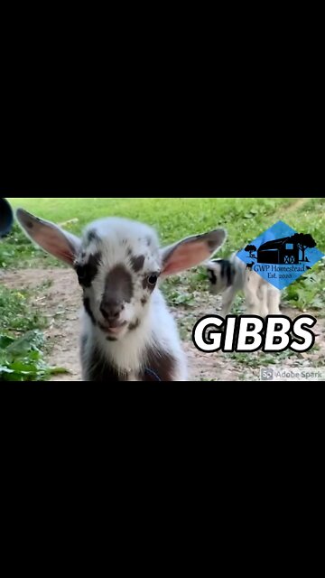 Baby goat Gibbs #shorts