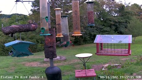 Chickadee close encounter!