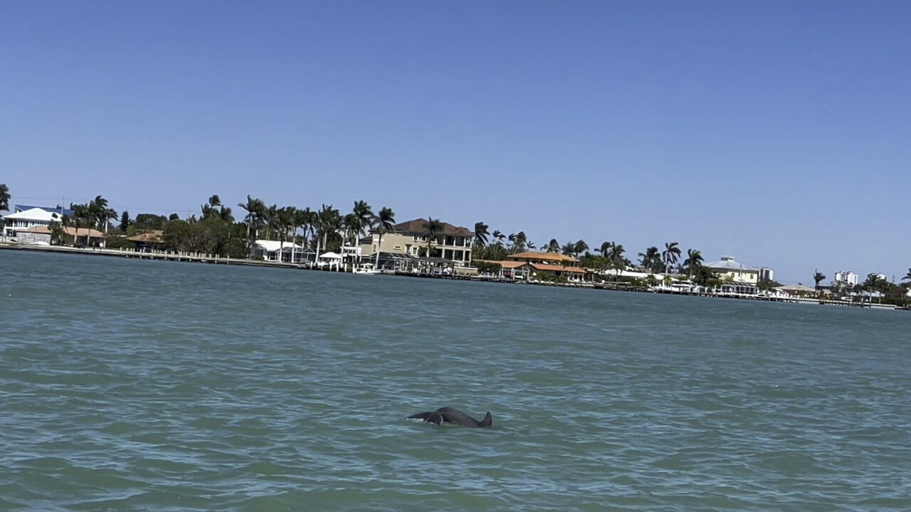 Dolphins Hunt In East Marco Bay (Widescreen) #Snook #Dolphin #Pelican #EastMarcoBay #4K #DolbyVision