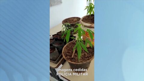 Cidade de Alpercata: operação "Êxodo" da PM apreende cinco pés de maconha cultivados