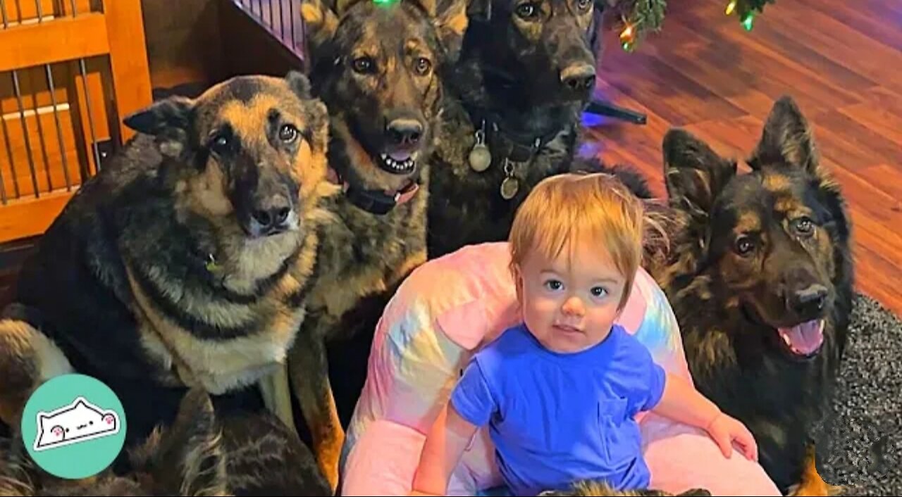 Huge German Shepherds Think Tiny Baby Is Their Puppy | Cuddle Buddies