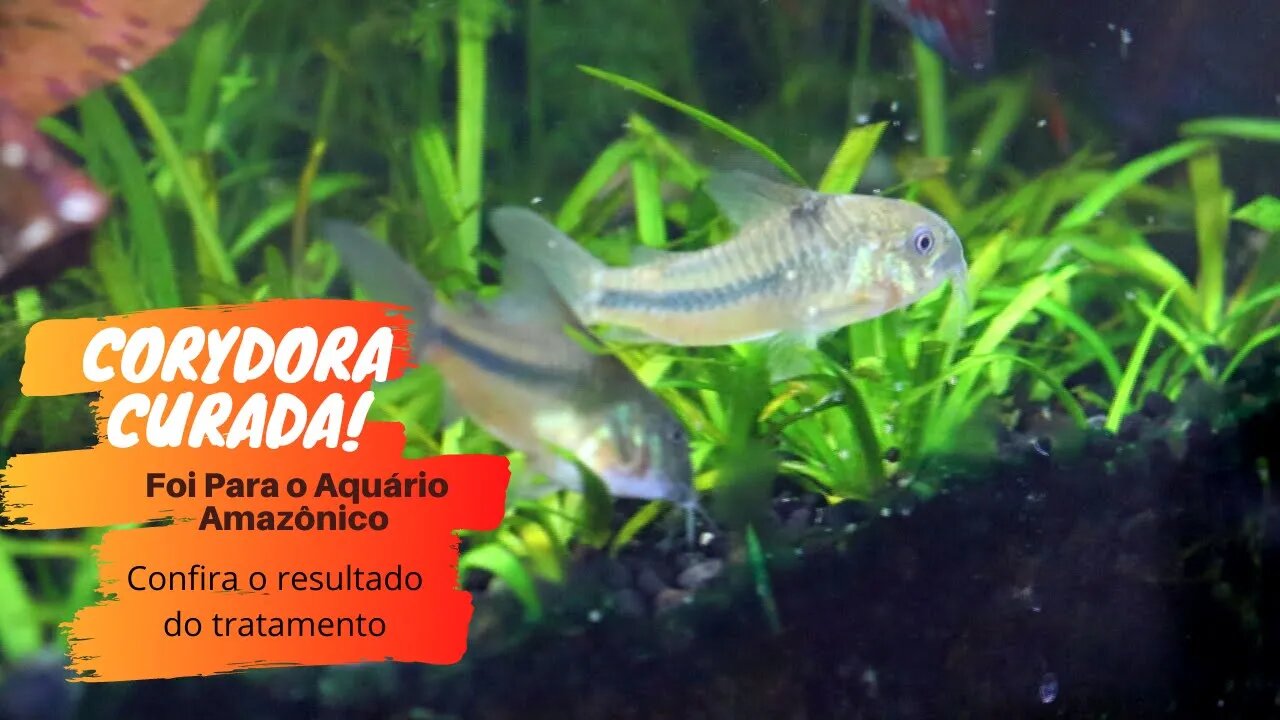 🔴 Corydora recuperada (bactéria) e inserida no aquário amazônico