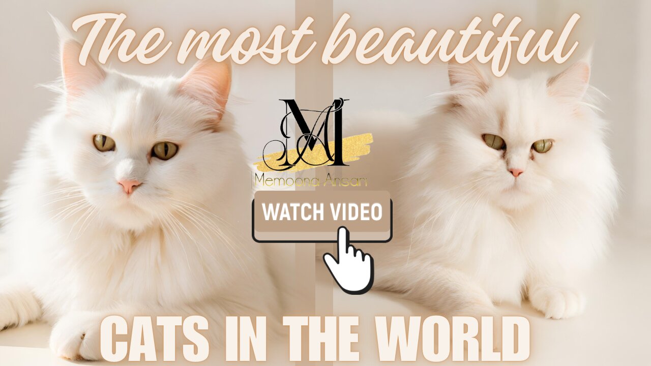 The most beautiful cats in the World