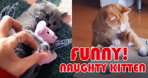 FUNNY!!! NAUGHTY KITTEN