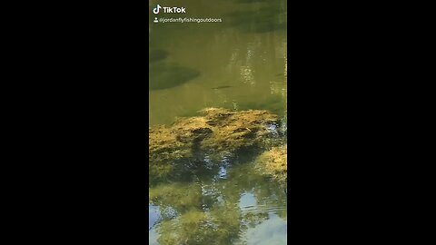Look at all the little fish