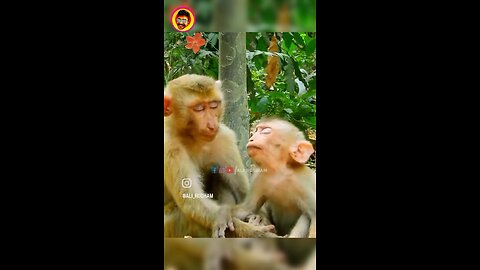 Funny Animals