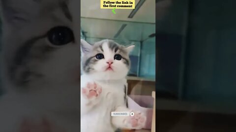 cute cat videos 😹 funny videos 😂 650 😻#shorts #shortsfunny #cutecat #catvideos #catsfood #catscare