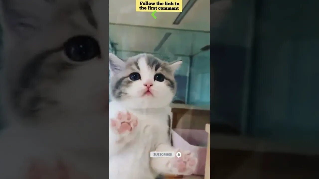 cute cat videos 😹 funny videos 😂 650 😻#shorts #shortsfunny #cutecat #catvideos #catsfood #catscare