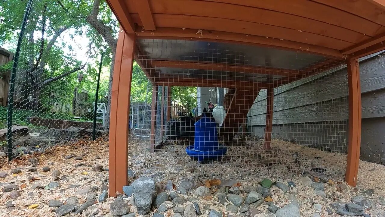 My Backyard Chickens - Week 15 Compilation