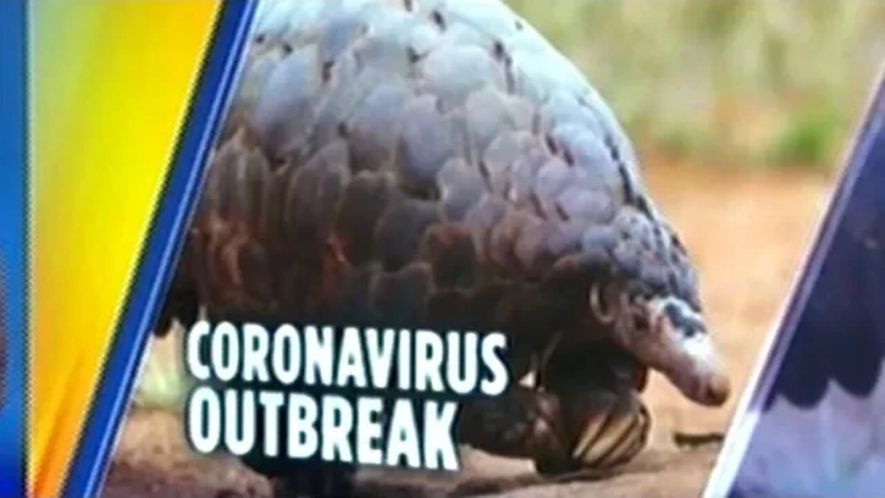 China Links Coronavirus Outbreak To Trafficking Of Endangered Species "PANGOLINS"