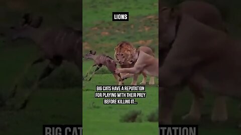 This is why LIONS play with their PREY BEFORE KILLING IT. 🦁 #Hunting #Lions #Prey