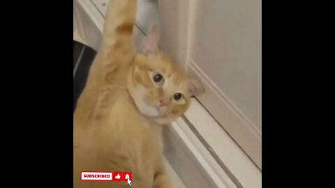 cute cat videos 😹 funny videos 😂1726