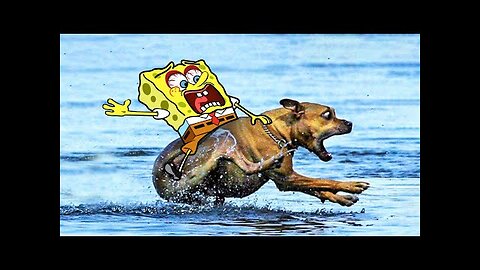 Spongebob Rides a Crazy Dog | Funny Cats and Dogs Videos | Woa Doodles