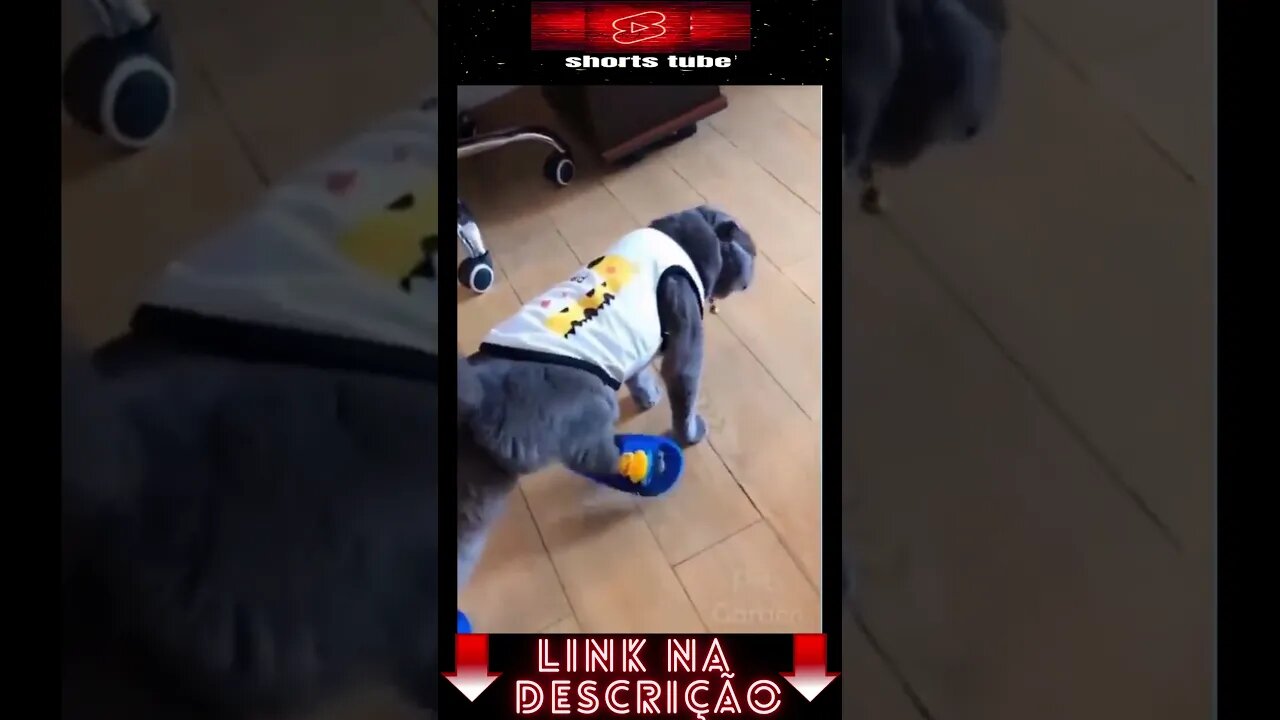 Os Cachorros e Gatos mais Engraçados do Mundo! #shorts #009