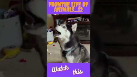 Fromthe life of animals 12 #shorts #tiktok #short #viral