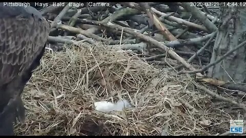 Hays Eagles H11 A good look 2020 03 21 242pm