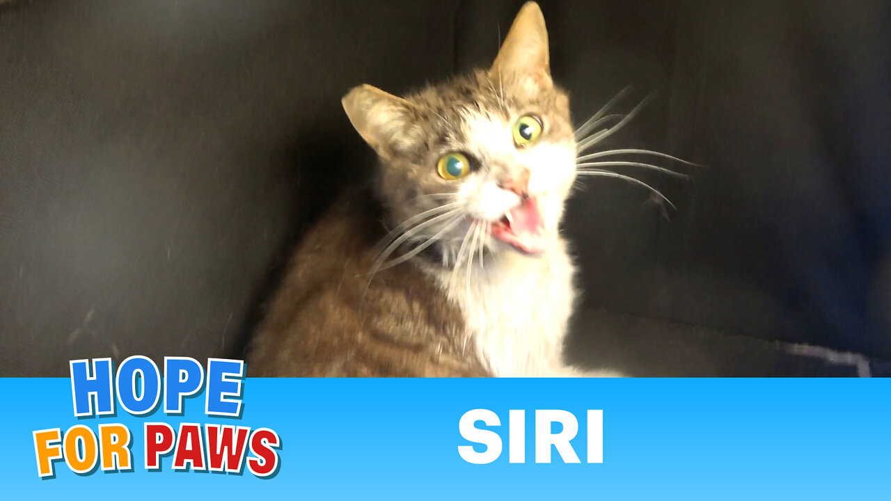 Feral cat got hit by a car on the freeway and was unable to run away!