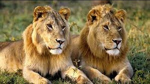 Most Expensive Wild Animals in the World