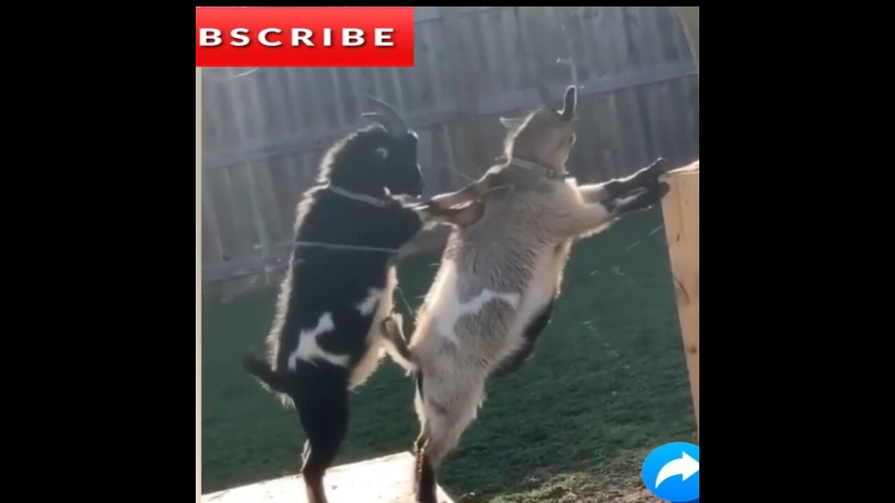 Funny viedo Goat vs cat