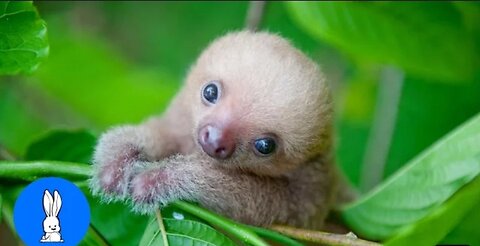 Baby Sloths Being Sloths - FUNNIEST Compilation