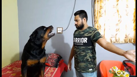 showing rottweiler dog aggression world's most dangerous dog rottweiler