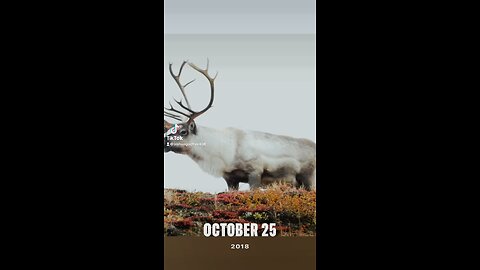 Greenland hunts