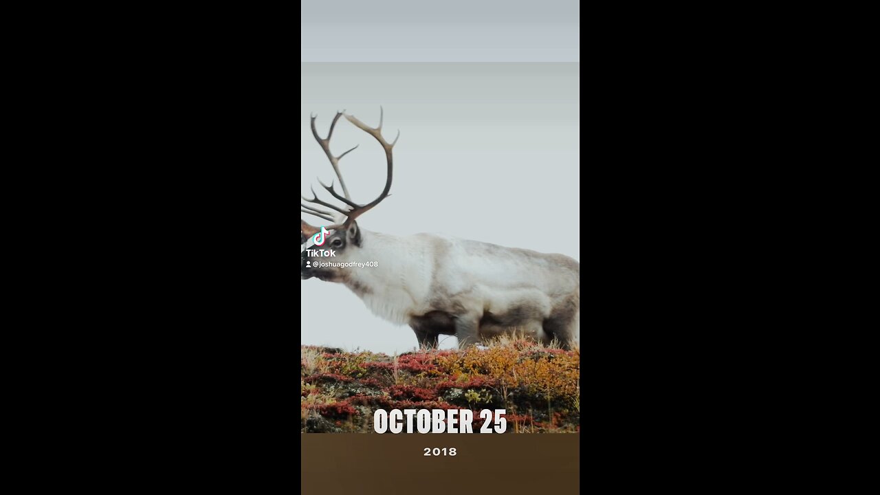 Greenland hunts