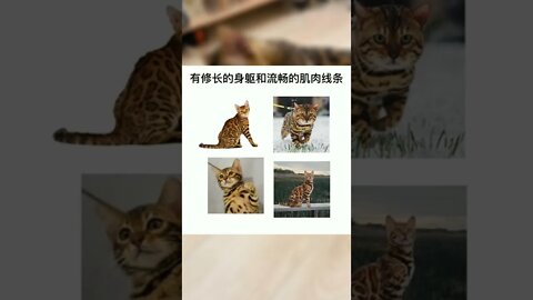 孟加拉豹猫为什么这么贵#猫#猫咪#喵星人#孟加拉豹貓#豹猫