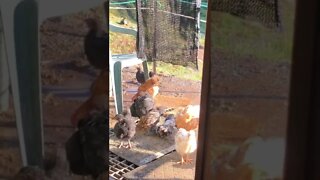 Baby chicks visit my doorstep