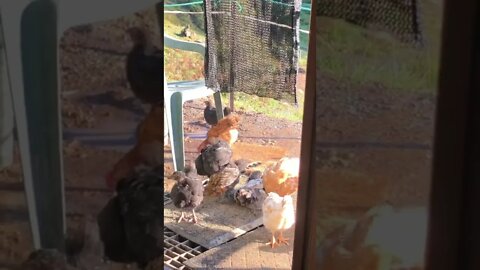 Baby chicks visit my doorstep