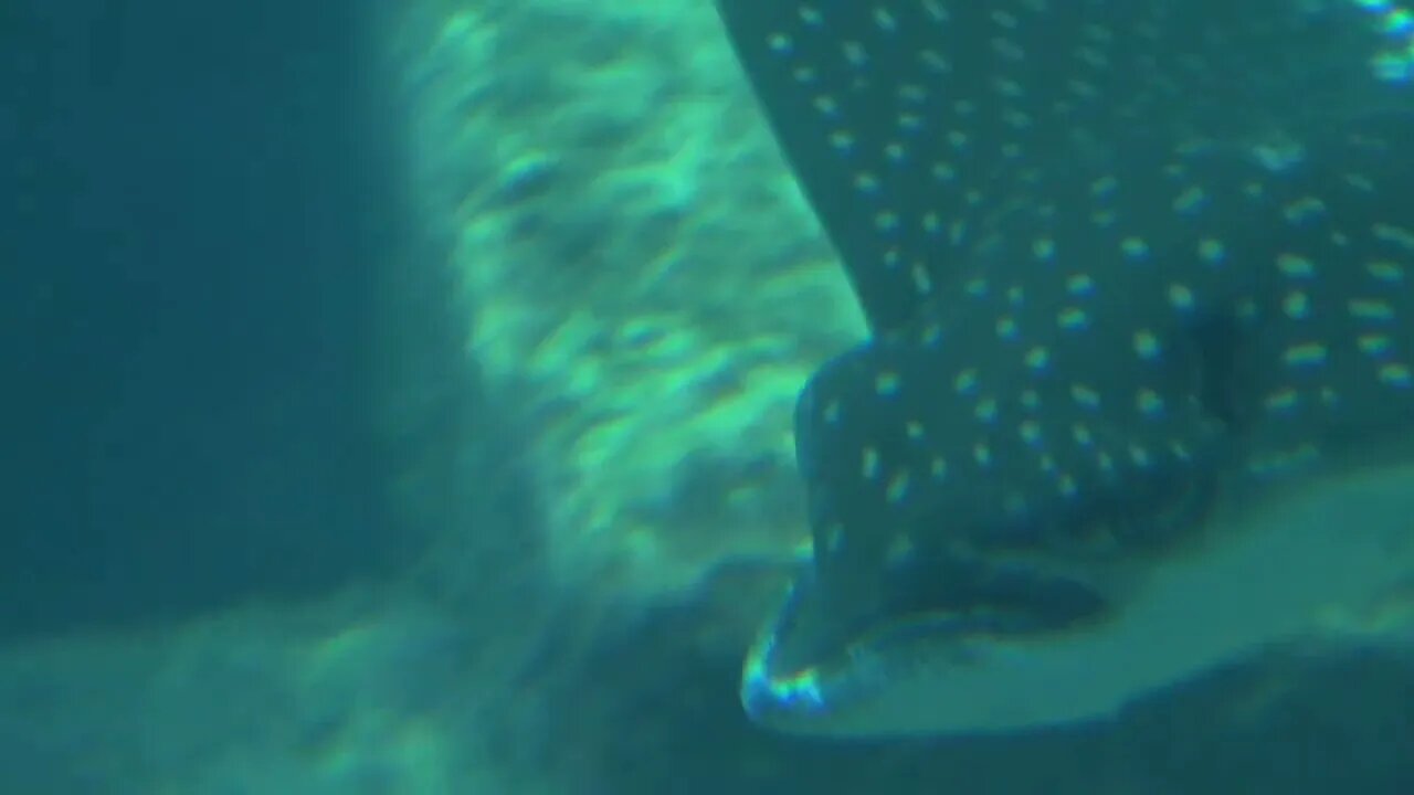 Tracking Manta Ray Gliding Past Camera Across Sea Floor