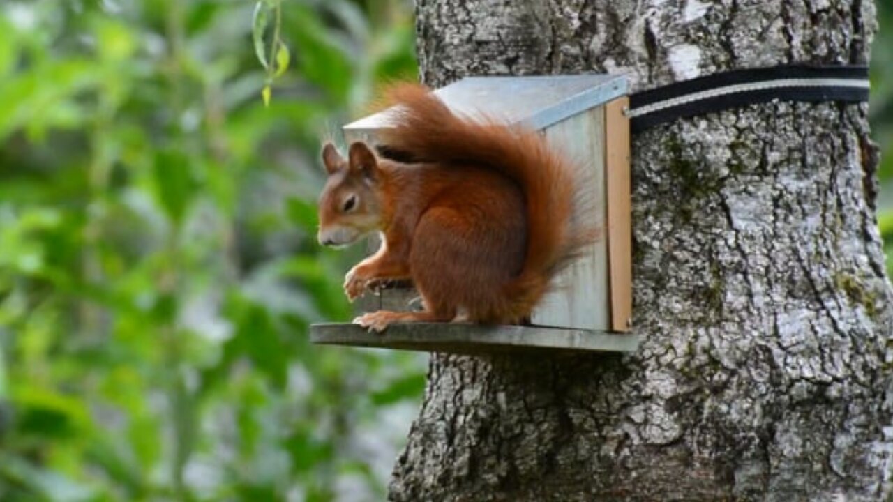 Funniest Animals moments video squirrel