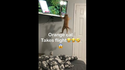 Typical orange cat🐱 behavior . Follow for more cat content 🤝