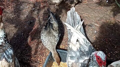 Australian Wood Duck, eating with the Muscovy Ducks ( Video 9 ) ( Part 1 )