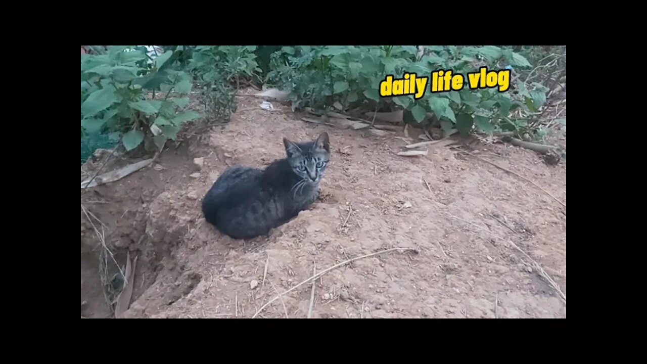 cute and funny cat | daily life vlog