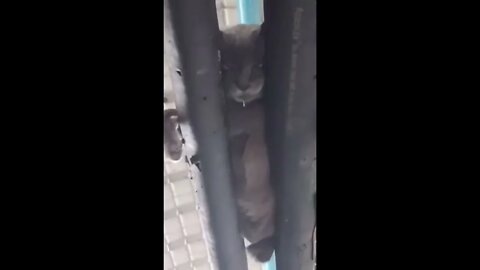 A cat sleeping on top of two pipes
