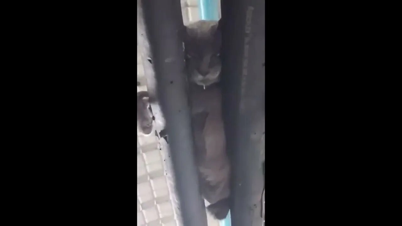 A cat sleeping on top of two pipes