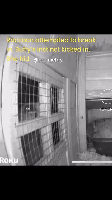 RACCOON Instinct: Chicken’s Intuition